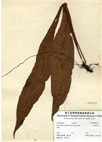 藏品(膜葉星蕨)的圖片